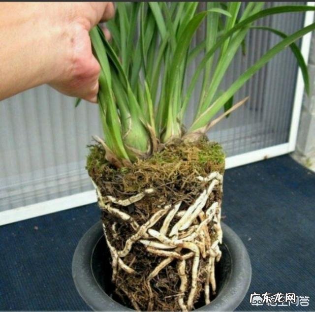 兰花怎么养苔藓？