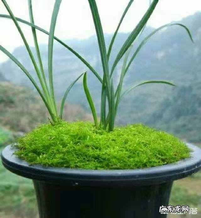 兰花怎么养苔藓？