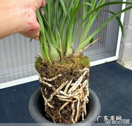 兰花怎么养苔藓？