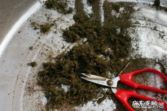 兰花怎么养苔藓?