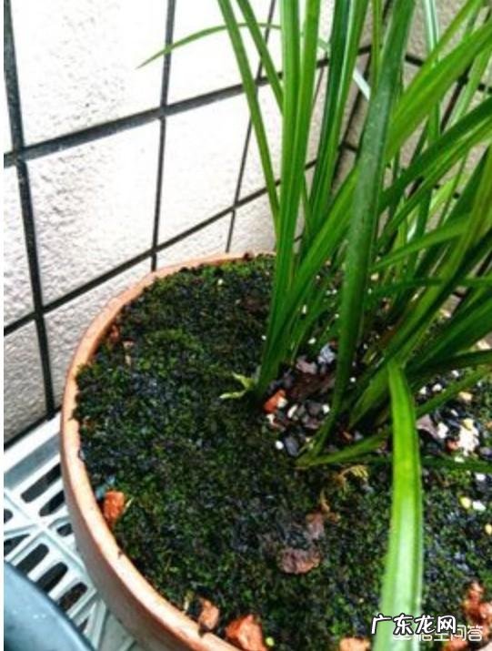 兰花怎么养苔藓?