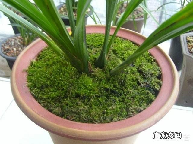 兰花怎么养苔藓?