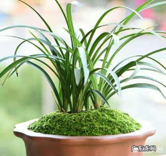 兰花怎么养苔藓?