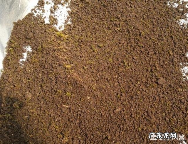 兰花怎么养苔藓?