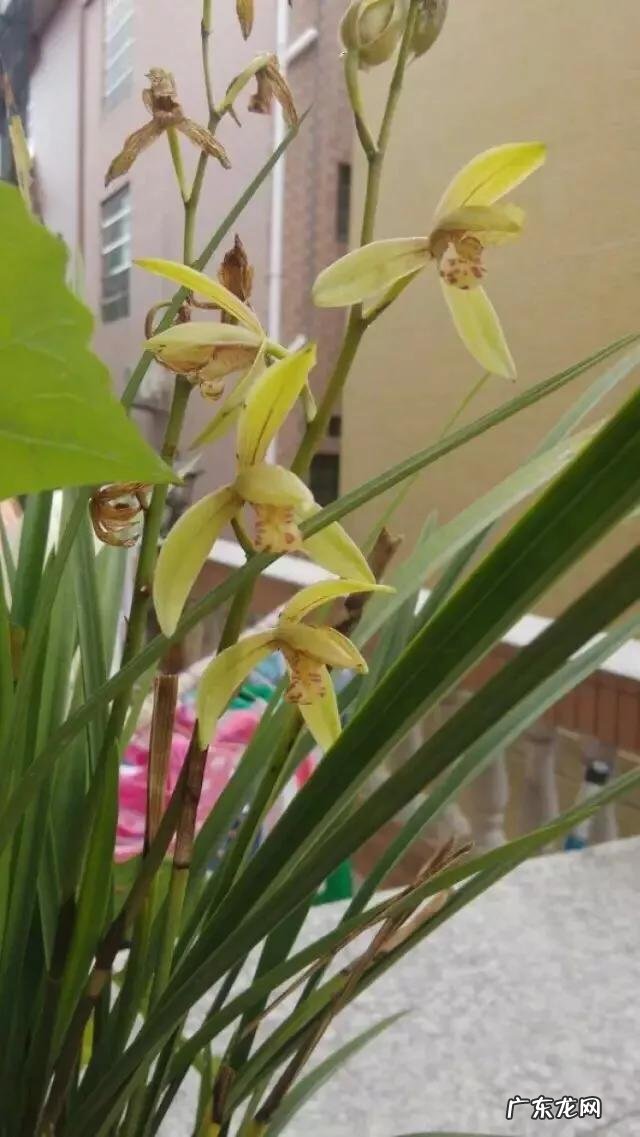 兰花怎么养苔藓?