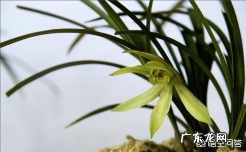 兰花怎么养苔藓?