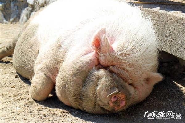 怀孕母猪可以喂鱼腥草吗?