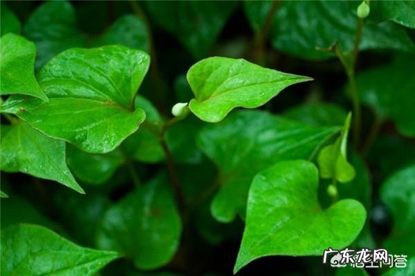 怀孕母猪可以喂鱼腥草吗?