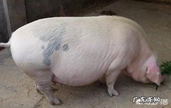 怀孕母猪可以喂鱼腥草吗?