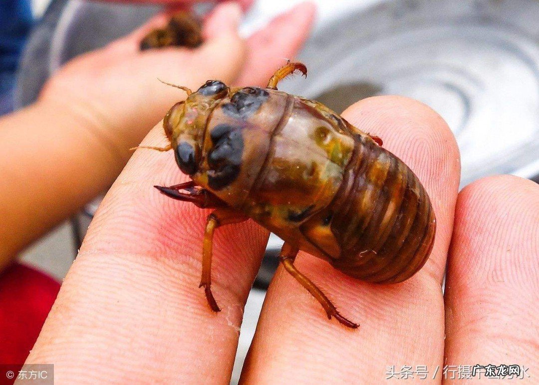 捕蝉最正确的方法