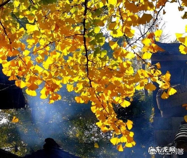 有哪些国内城市适合 寒假旅游?