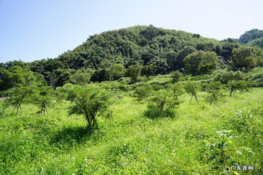 梢瓜的栽培方法