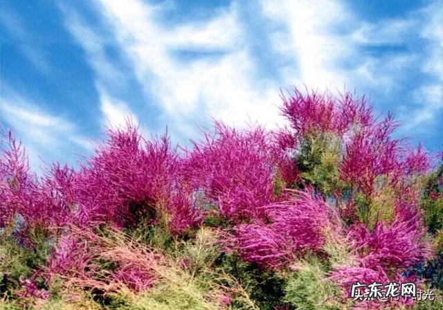 红柳害虫有几种方法防治?