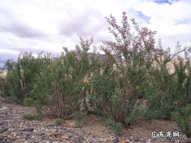 红柳害虫有几种方法防治?