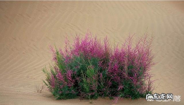 红柳害虫有几种方法防治?