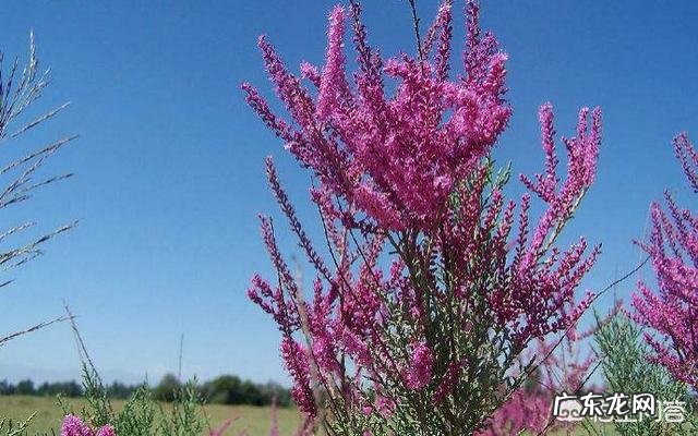 红柳害虫有几种方法防治?