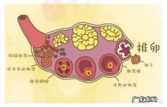 使用测卵泡试纸有什么好处？有哪些需要注意的问题？