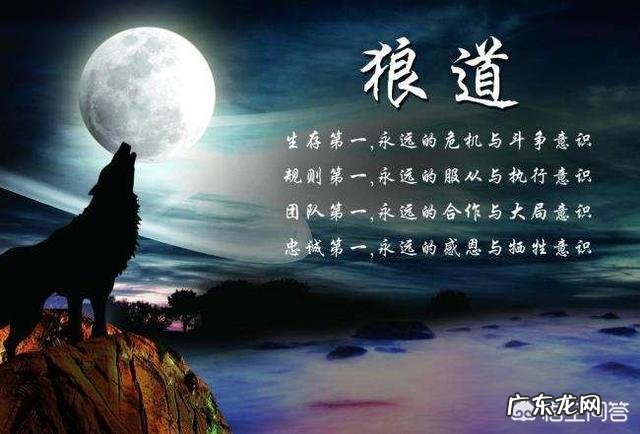 为什么许多组织要求学习狼的团队精神?