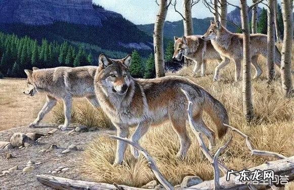 为什么许多组织要求学习狼的团队精神?