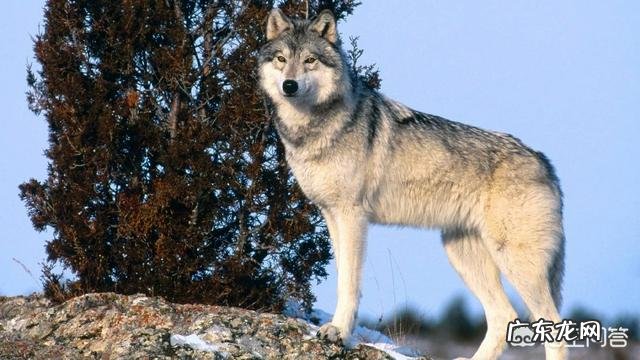 为什么许多组织要求学习狼的团队精神?