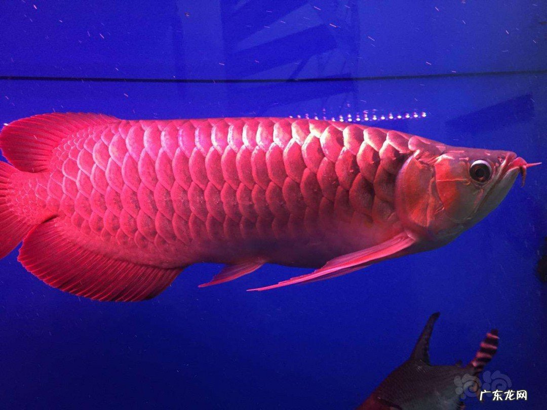 红龙鱼不吃食的原因