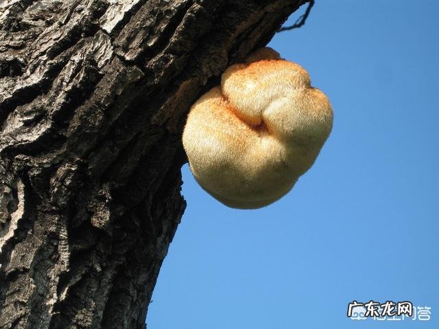 猴头菇怎么做好吃?