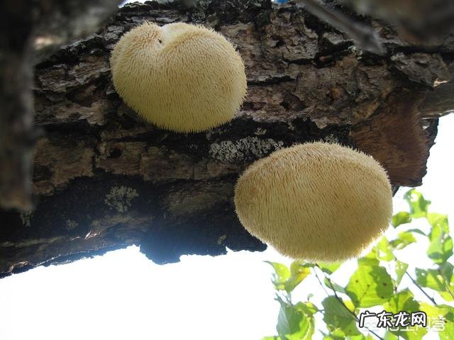 猴头菇怎么做好吃?