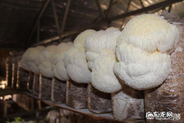 猴头菇怎么做好吃?