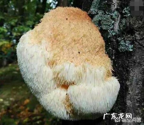 猴头菇怎么做好吃?