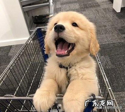 金毛犬性格怎么样?