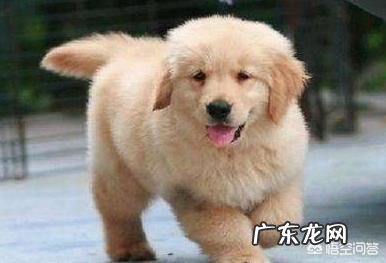 金毛犬性格怎么样?