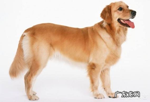 金毛犬性格怎么样?