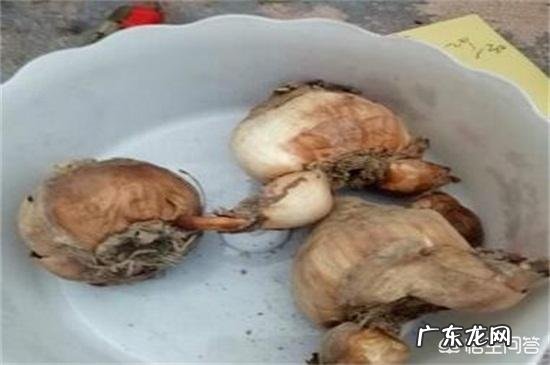 怎样使水培水仙花快速生根？