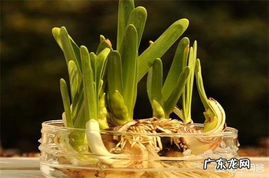 怎样使水培水仙花快速生根？