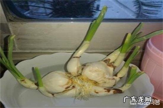 怎样使水培水仙花快速生根？