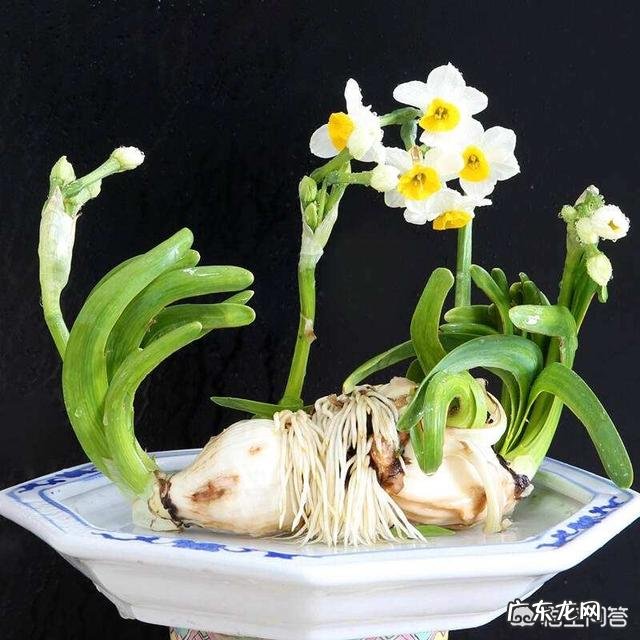 怎样使水培水仙花快速生根？