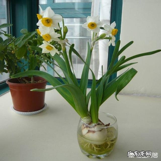 怎样使水培水仙花快速生根？