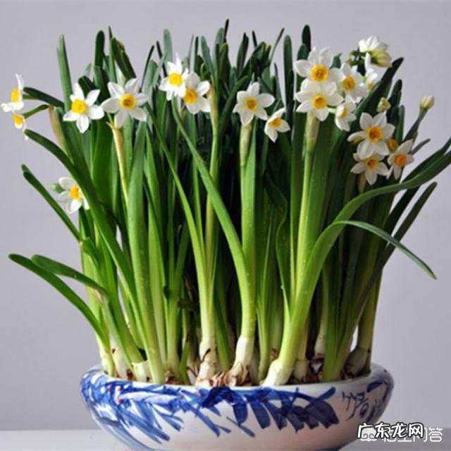 怎样使水培水仙花快速生根？