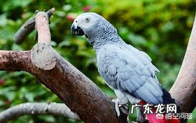 什么品种的鹦鹉会说话?