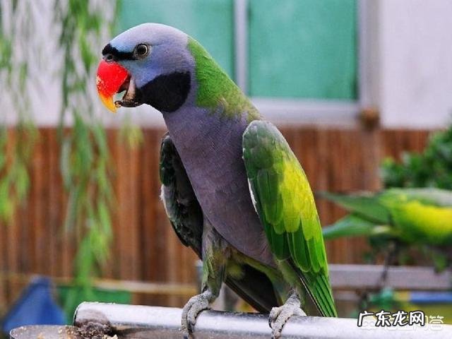 什么品种的鹦鹉会说话？