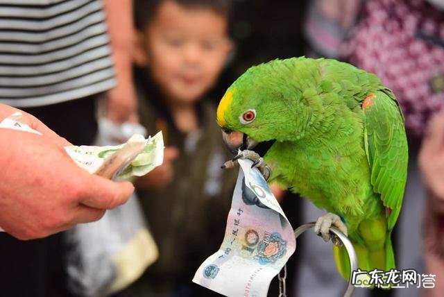 什么品种的鹦鹉会说话？