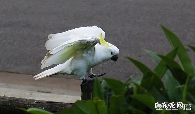 什么品种的鹦鹉会说话？