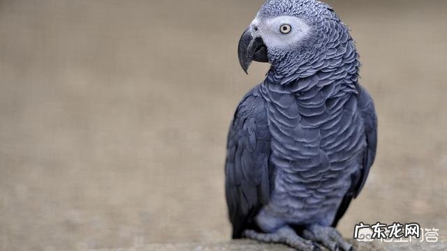 什么品种的鹦鹉会说话？