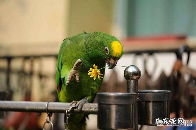 什么品种的鹦鹉会说话?