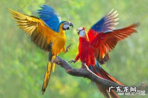 什么品种的鹦鹉会说话?