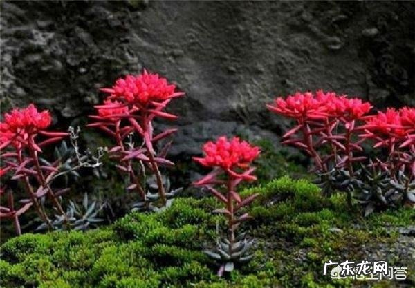 拉萨的布达拉宫是世界上最高的宫殿吗?