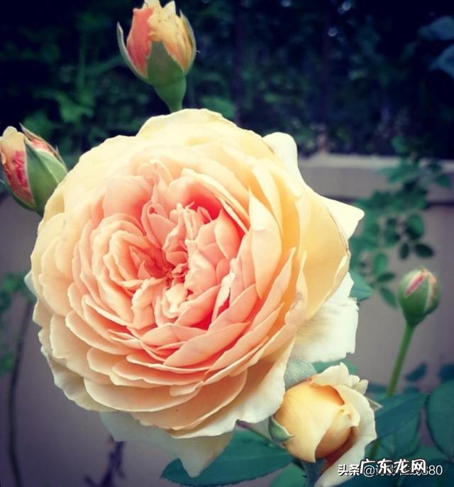 断食七天可以瘦多少斤?