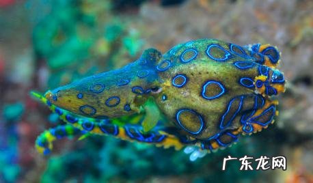 世界上最狠最毒的动物是什么?