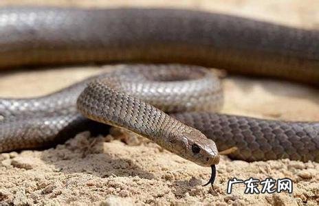 世界上最狠最毒的动物是什么?