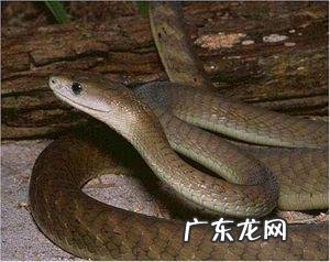 世界上最狠最毒的动物是什么?